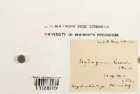 Sphagnum subsecundum image