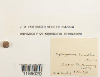 Sphagnum subsecundum image