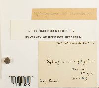 Sphagnum subsecundum image