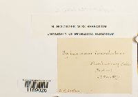 Sphagnum subsecundum image