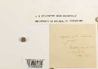 Sphagnum subsecundum image