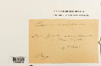 Sphagnum subsecundum image