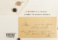 Sphagnum subsecundum image