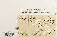 Sphagnum subsecundum image