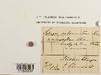 Sphagnum subsecundum image