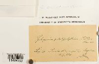 Sphagnum subsecundum image