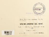 Sphagnum subsecundum image