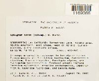 Sphagnum teres image