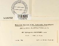 Sphagnum contortum image