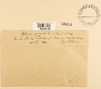 Sphagnum contortum image