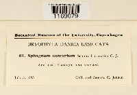 Sphagnum contortum image