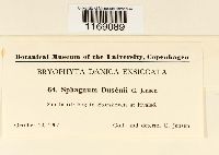 Sphagnum majus image