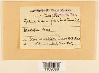 Sphagnum fimbriatum image