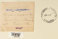 Sphagnum capillifolium image