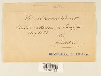 Sphagnum obtusum image