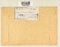 Sphagnum obtusum image