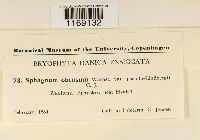 Sphagnum obtusum image