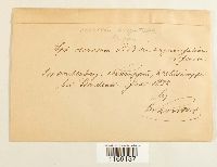 Sphagnum recurvum image