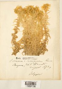 Sphagnum recurvum image