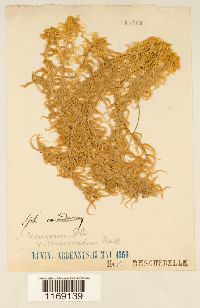 Sphagnum fallax image