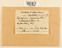 Sphagnum fallax image