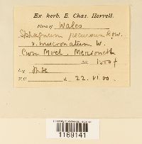 Sphagnum fallax image