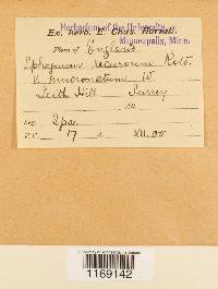 Sphagnum fallax image