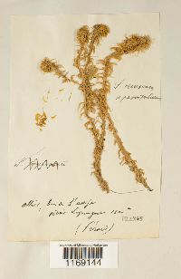 Sphagnum recurvum image