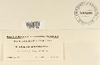 Sphagnum recurvum image