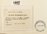 Sphagnum recurvum image