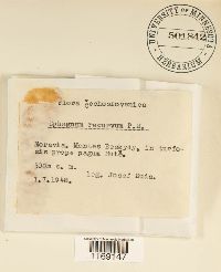 Sphagnum recurvum image