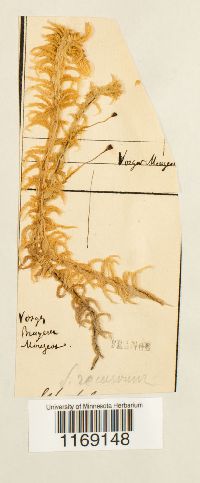 Sphagnum recurvum image