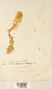 Sphagnum recurvum image