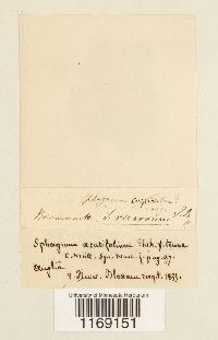 Sphagnum recurvum image