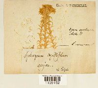 Sphagnum recurvum image