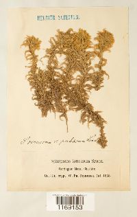 Sphagnum recurvum image