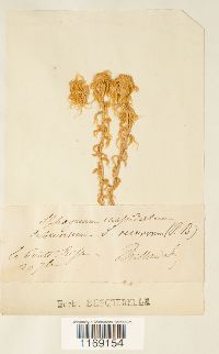 Sphagnum recurvum image