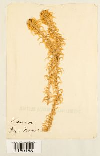 Sphagnum recurvum image