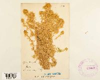 Sphagnum recurvum image