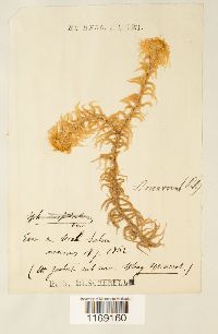 Sphagnum recurvum image