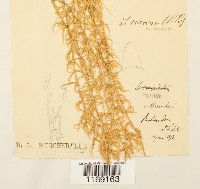 Sphagnum recurvum image