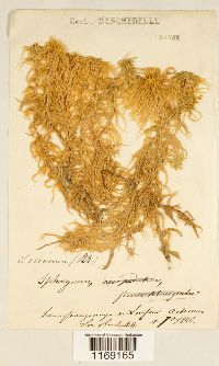 Sphagnum recurvum image