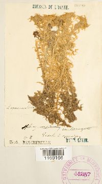 Sphagnum recurvum image