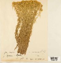 Sphagnum fallax image