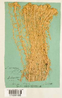 Sphagnum recurvum image