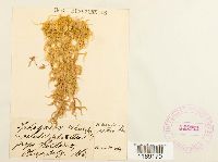 Sphagnum recurvum image