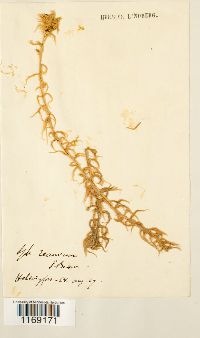Sphagnum recurvum image