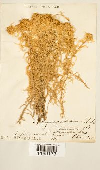 Sphagnum recurvum image