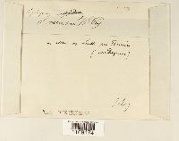 Sphagnum recurvum image