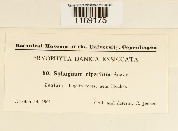 Sphagnum riparium image